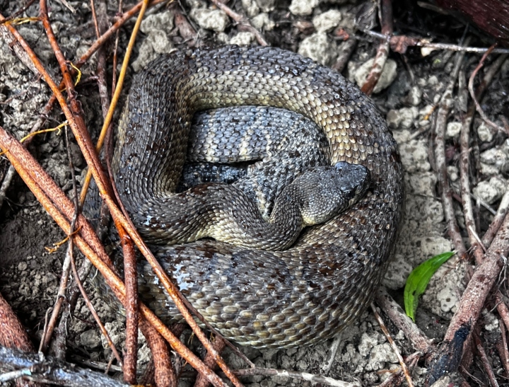 Rattlesnake
